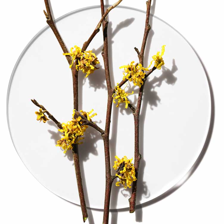 Witch Hazel